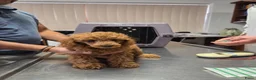 Poedel Toy honden te koop: **Bijzonder Toypoedel Reutje • 15 Weken • FCI** - Advertentie 4