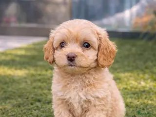 Maltipoo honden Maltipoo pup - Advertentie 1