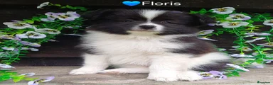 Floris