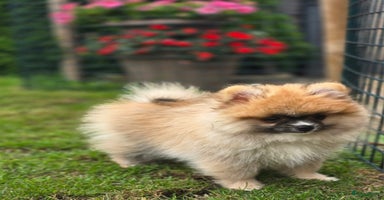 Pomeriaan honden - Advertentie 11