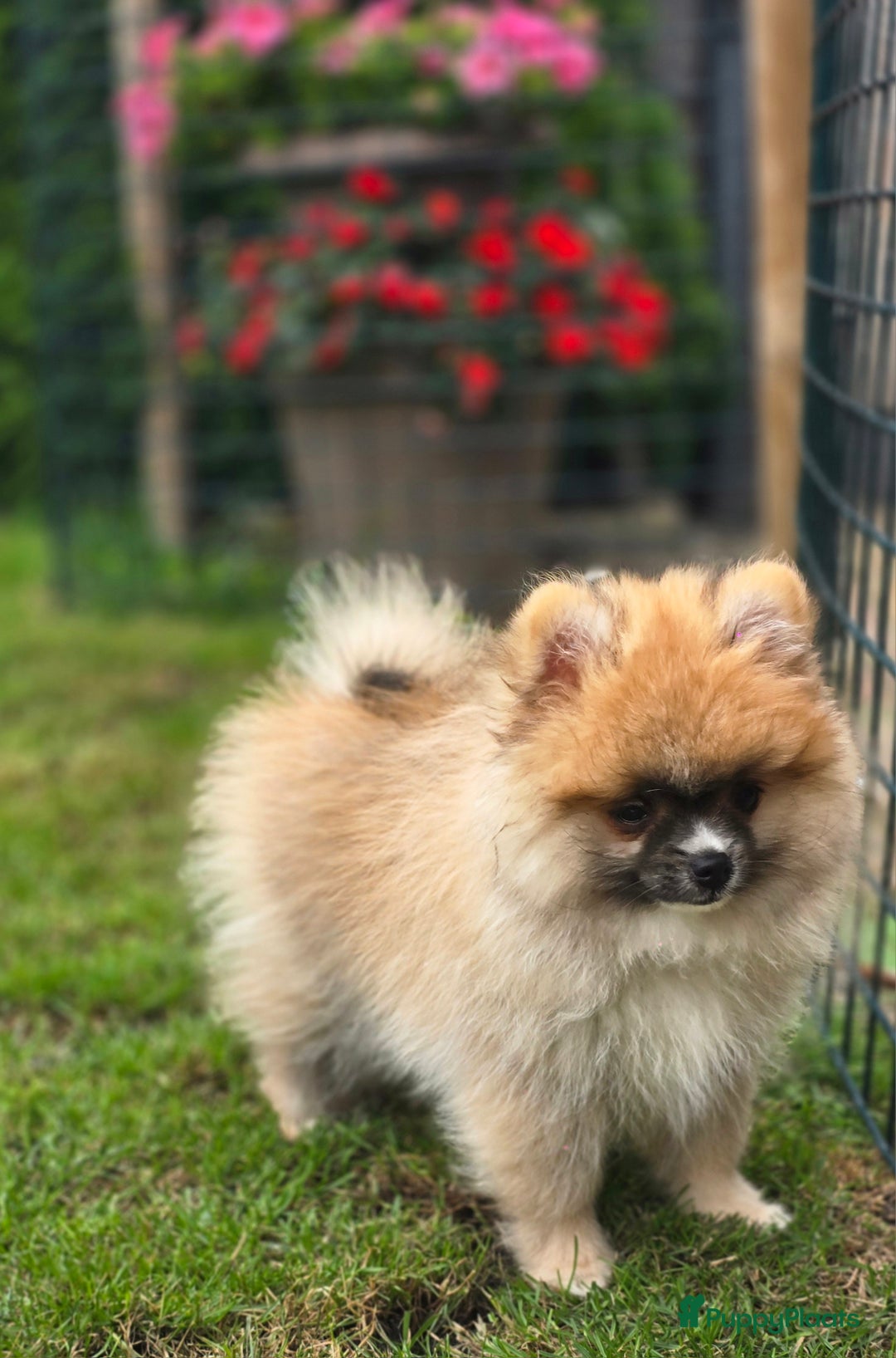 Pomeriaan honden te koop:  Te koop: Pomeranian pups met FCI-stamboom  - Afbeelding 3