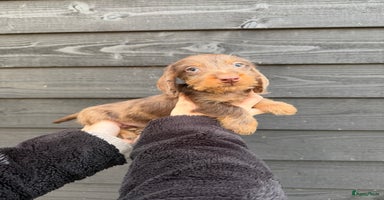 Ruwhaar Teckel honden - Advertentie 8