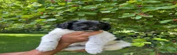 Friese Stabij honden te koop: 3 friese stabij reutjes - Advertentie 5