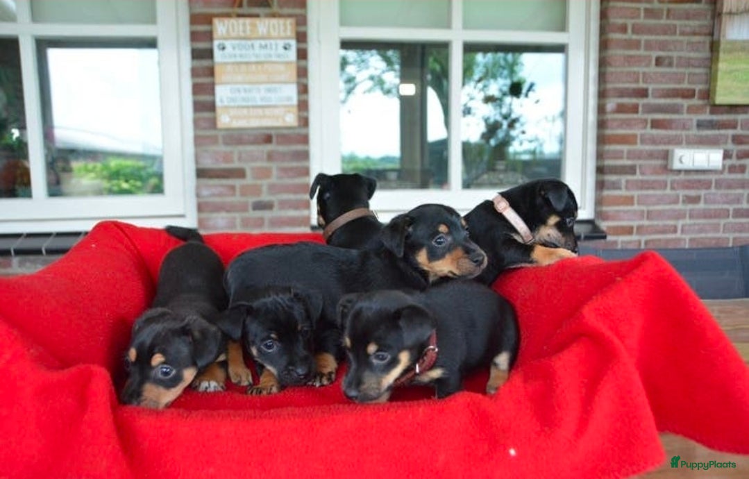 Jack Russel Terriër honden te koop: Supermooie Jack-Russell pups,  groeien op in huis. - Advertentie 13