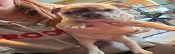Franse Bulldog honden te koop: Franse bulldog pupjes - Advertentie 20