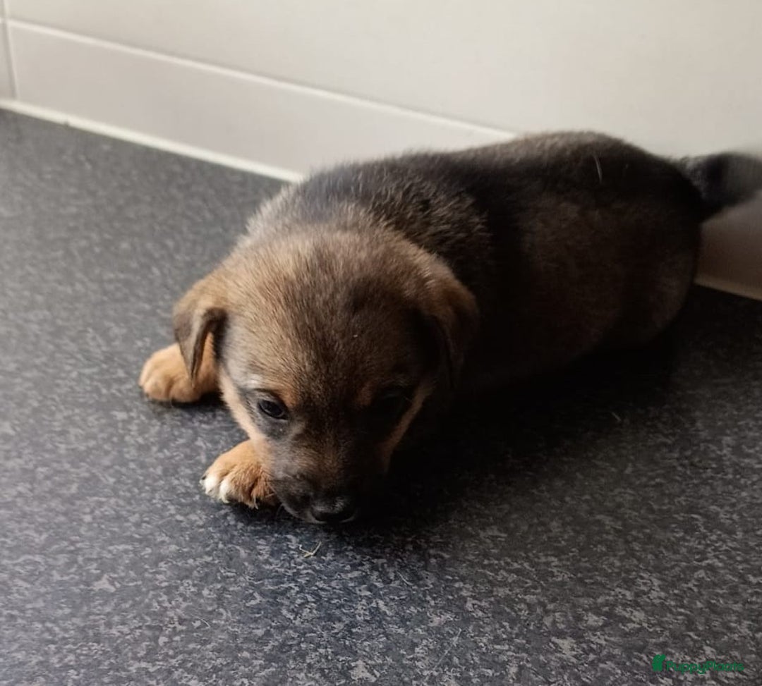 Jack Russel Terriër honden te koop: Pups: Jack Russel X Keeshond - Afbeelding 9
