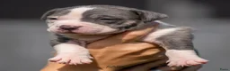 Amerikaanse Bully honden te koop: American Bully XL pup lilac tri - Advertentie 13