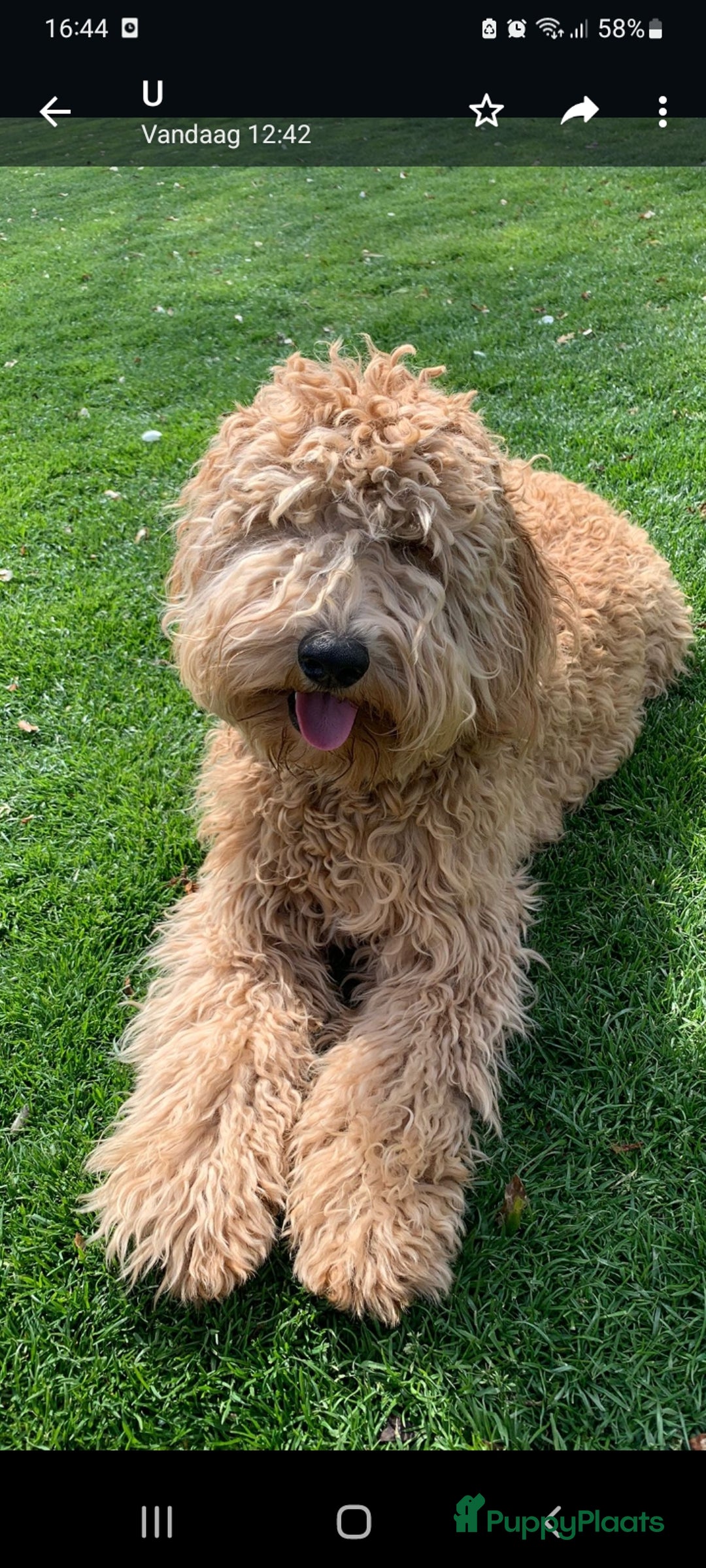 Australian Labradoodle honden te koop: Australian labradoodle puppy's  - Advertentie 6