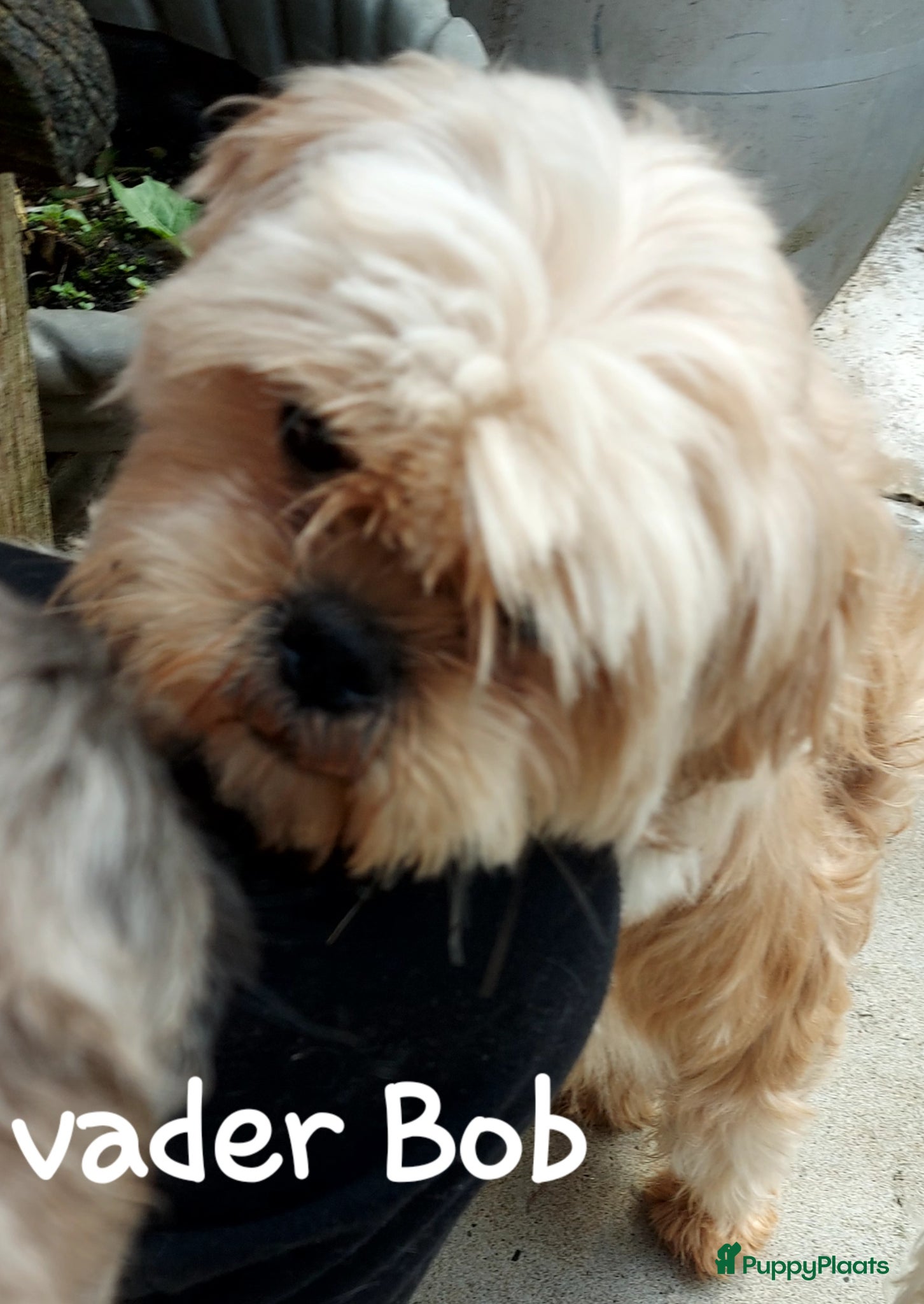 Kruising honden Boomer pups  8 weken oud - Advertentie 2