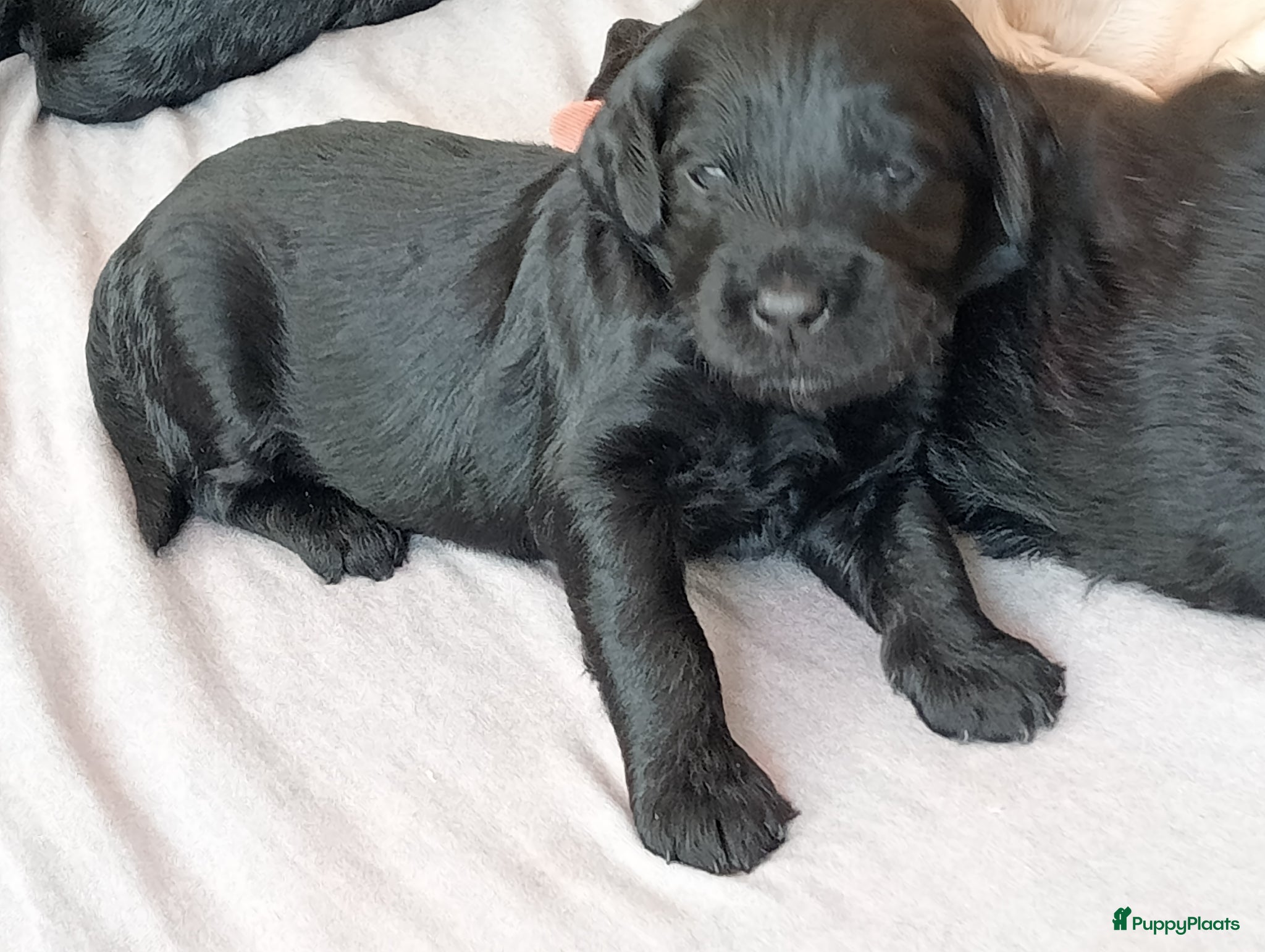 Labradoodle honden Labradoodle puppies  - Advertentie 2