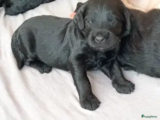 Labradoodle honden Labradoodle puppies - Advertentie 2
