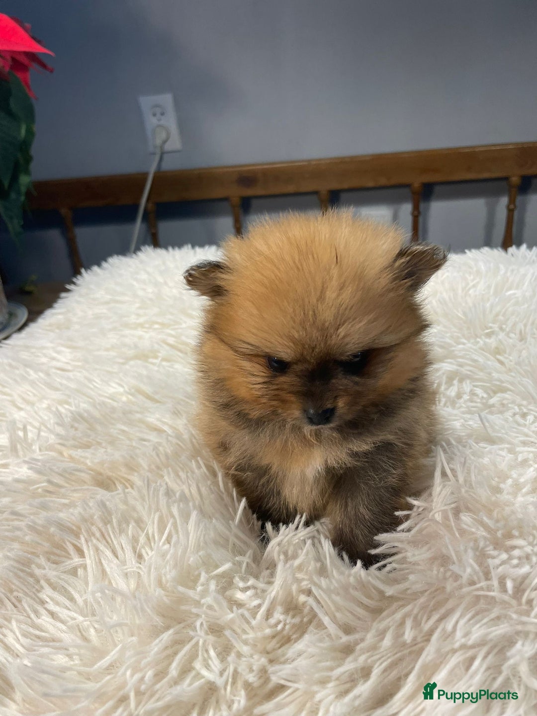 Pomeriaan honden te koop: 3 schattige Pomeriaan pups orange sable 5 wk - Advertentie 14