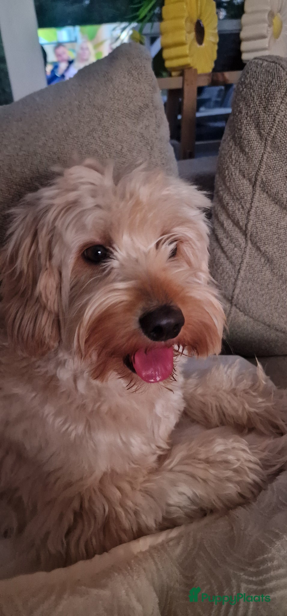 Australian Labradoodle honden te koop: Nestje Australian Labradoodles mini - Advertentie 20