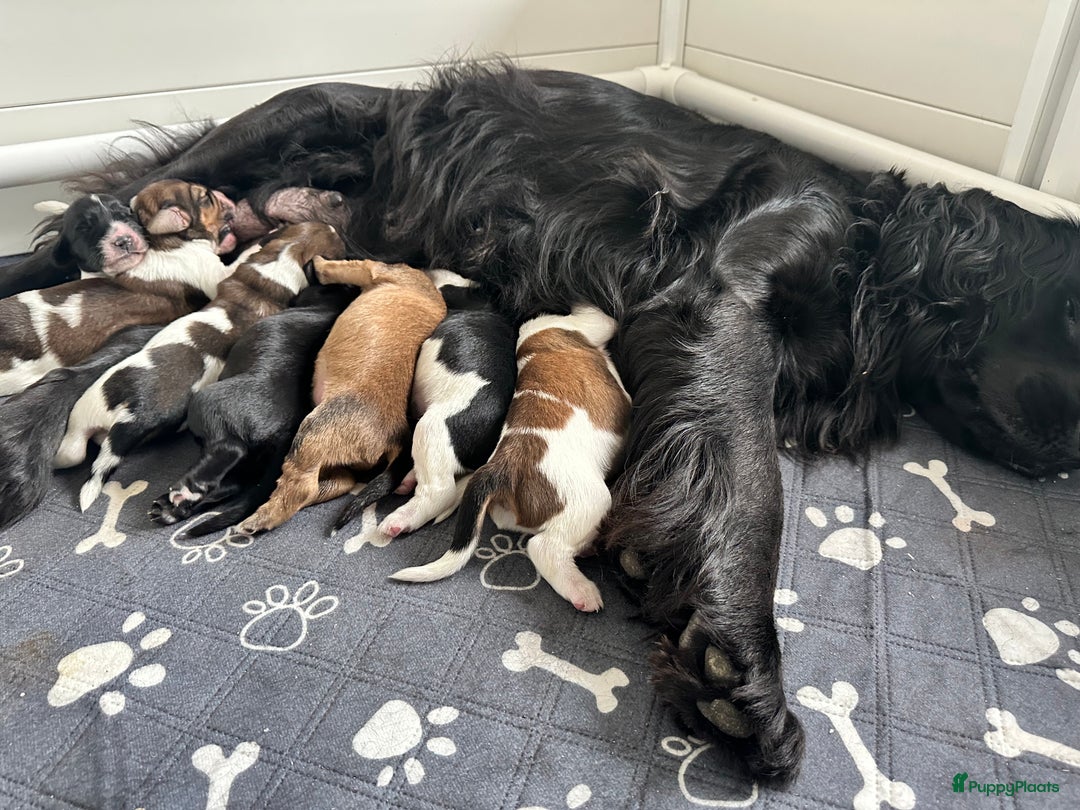 Kruising honden te koop: Nog 2 knuffelbare kruising puppy’s beschikbaar  - Afbeelding 13