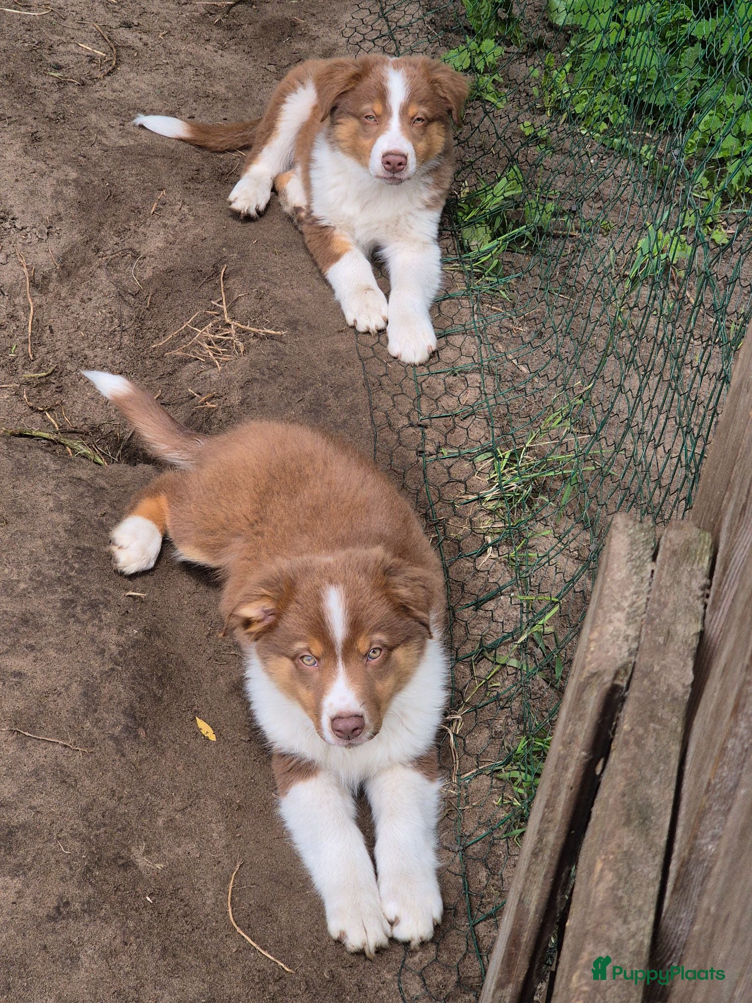 Australian Shepherd honden Australian sheperd pups - Advertentie 1
