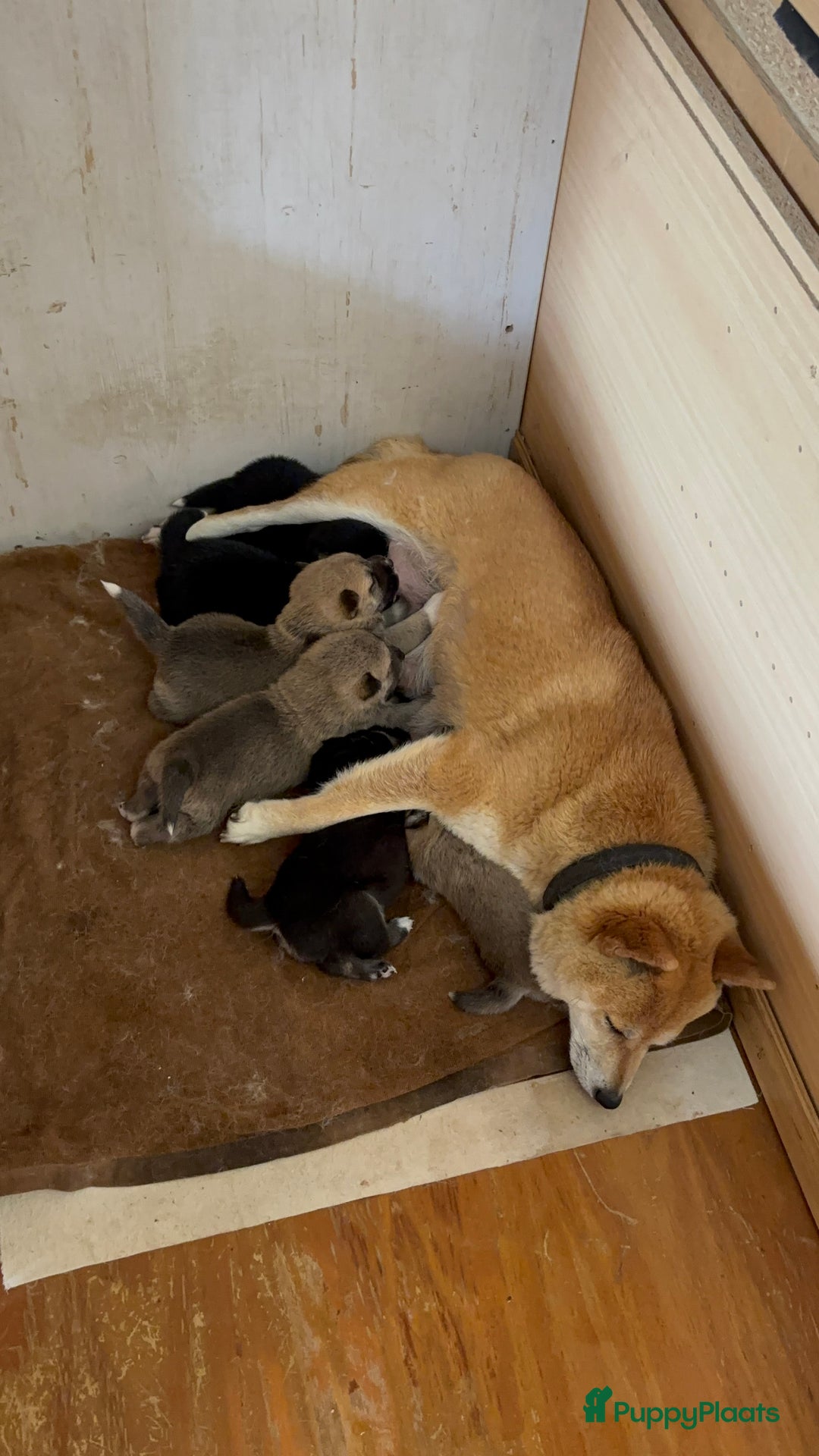 Shiba honden te koop: Shiba inu in Genk - Afbeelding 20