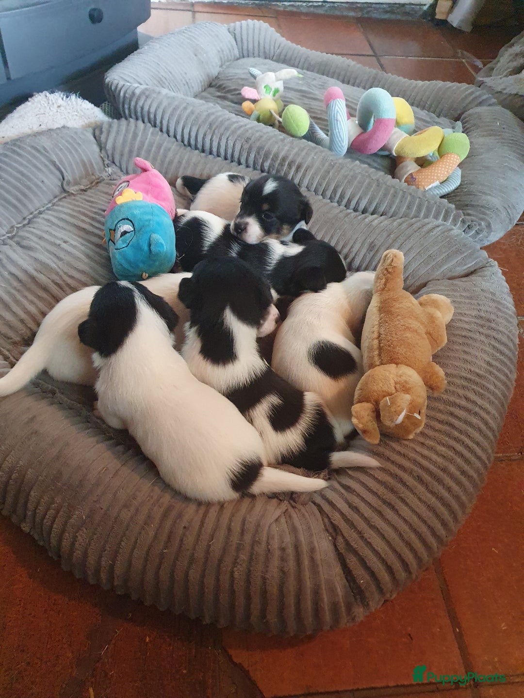Jack Russel Terriër honden te koop: Lieve ruwharige JACK RUSSELTJES Laagbenig, dď - Afbeelding 14