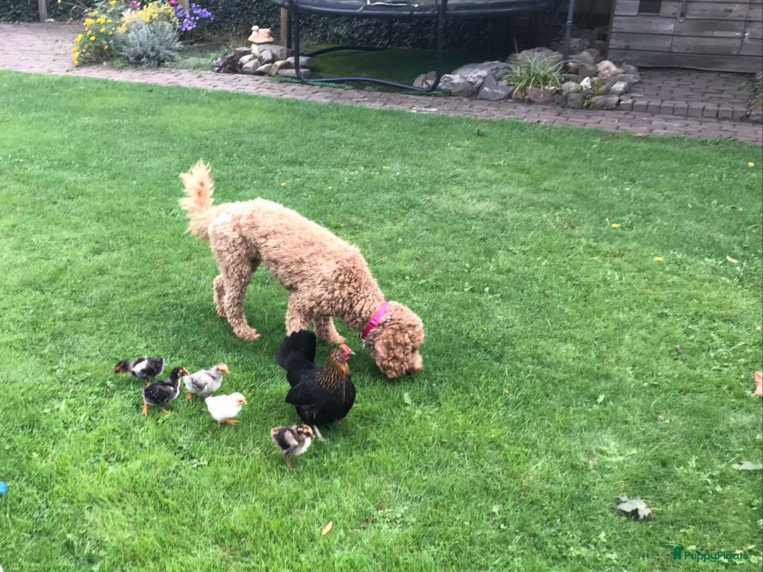 Kruising honden te koop: Medium labradoodle woonkamer nestje - Advertentie 4