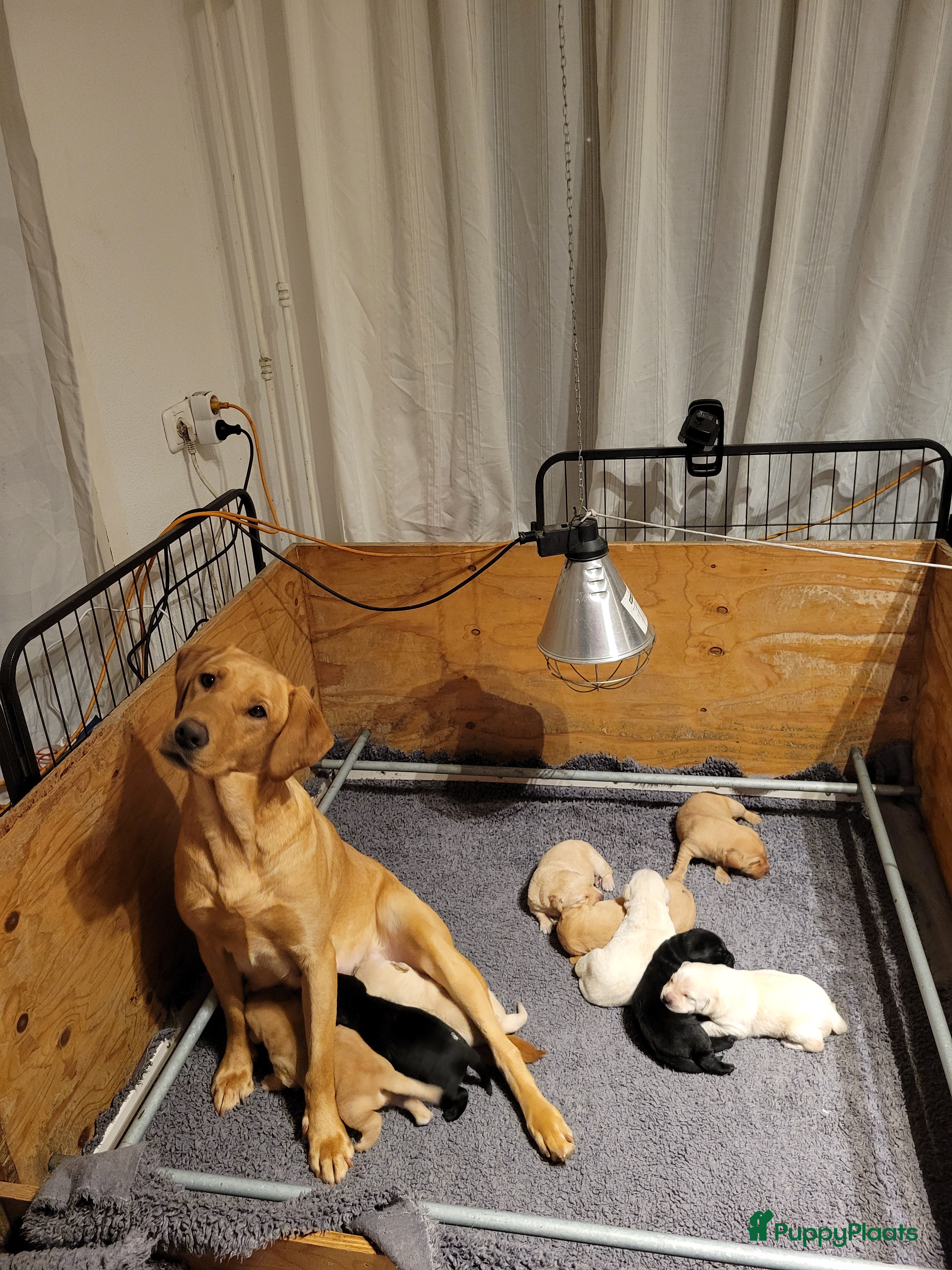 Labrador Retriever honden STAMBOOM FIELDTRIAL LABRADOR PUPS - Advertentie 8