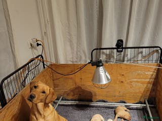 Labrador Retriever honden STAMBOOM FIELDTRIAL LABRADOR PUPS - Advertentie 3