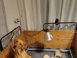 Labrador Retriever honden STAMBOOM FIELDTRIAL LABRADOR PUPS - Advertentie 8