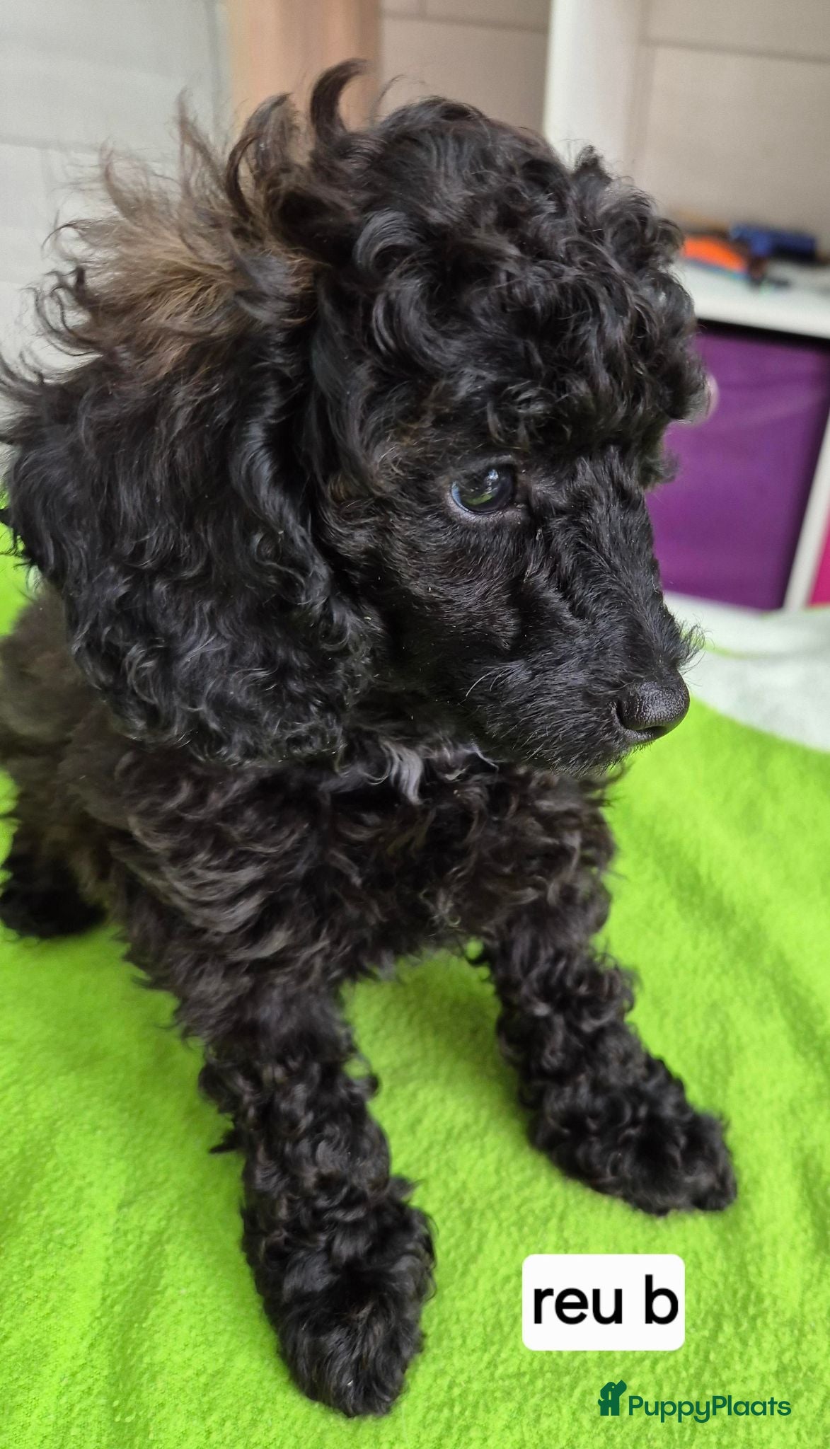 Dwergpoedel honden Mooie Dwergpoedel pups - Advertentie 1
