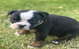 Old English Bulldog honden te koop: Old english Bulldog pups uit geteste ouders - Afbeelding 10