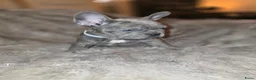 Franse Bulldog honden te koop: Prachtige Fransebulldog pups mogen nestje verlaten - Advertentie 16