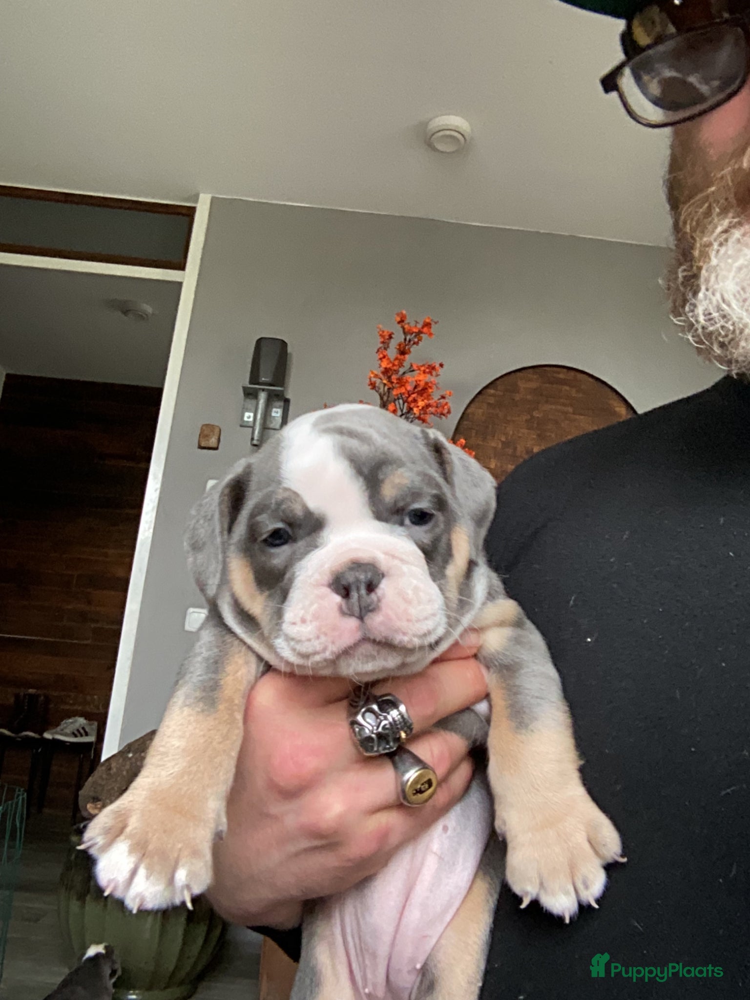Old English Bulldog honden Prachtige Bulldog puppies - Advertentie 2