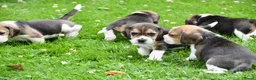 Beagle honden te koop: Prachtige Beagle pups  - Advertentie 23