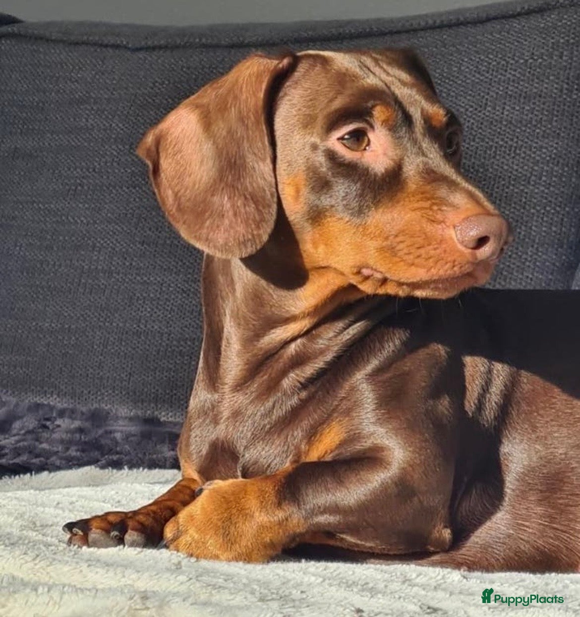 Beau