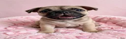 Franse Bulldog honden te koop: Franse bulldog pups - Advertentie 9