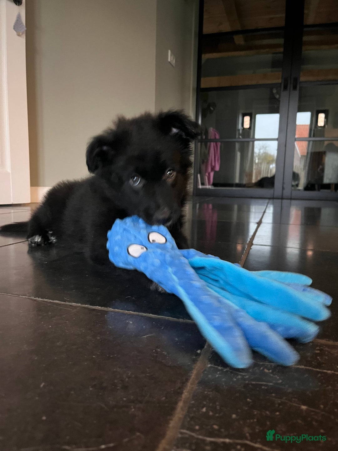 Kruising honden te koop: Lieve duitse herder x border collie pups - Advertentie 2