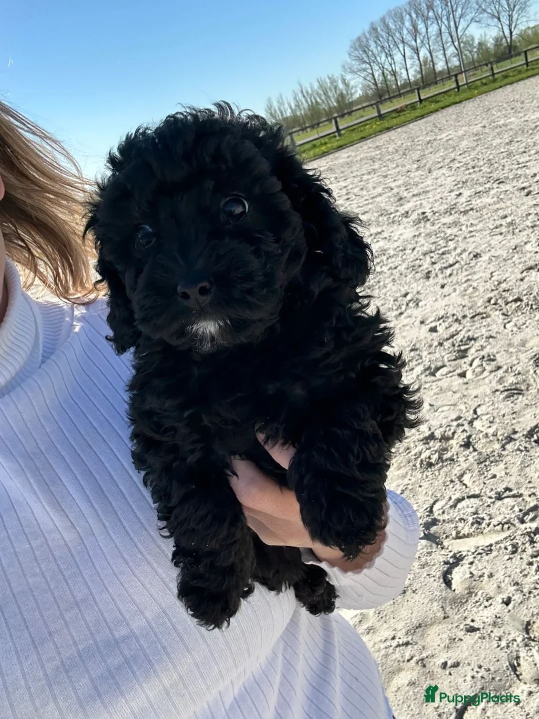 Poedel Toy honden te koop: Toy poedel teefje - zwart - Advertentie 1