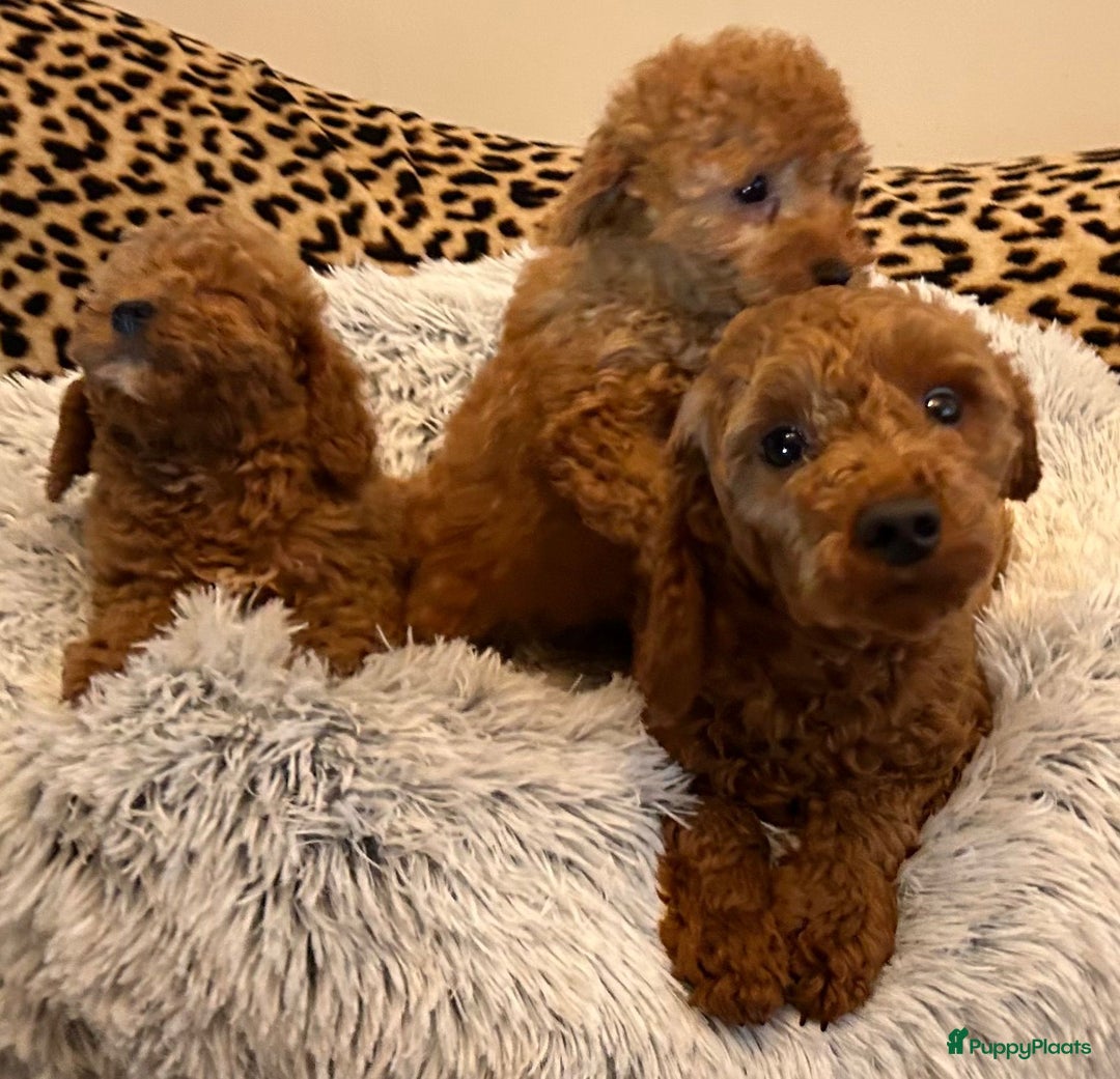 Poedel honden te koop: Lieve rustige poedel abricoos/ donker rood - Advertentie 1