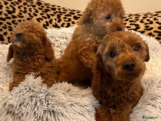 Poedel honden Lieve rustige poedel abricoos/ donker rood - Advertentie 14