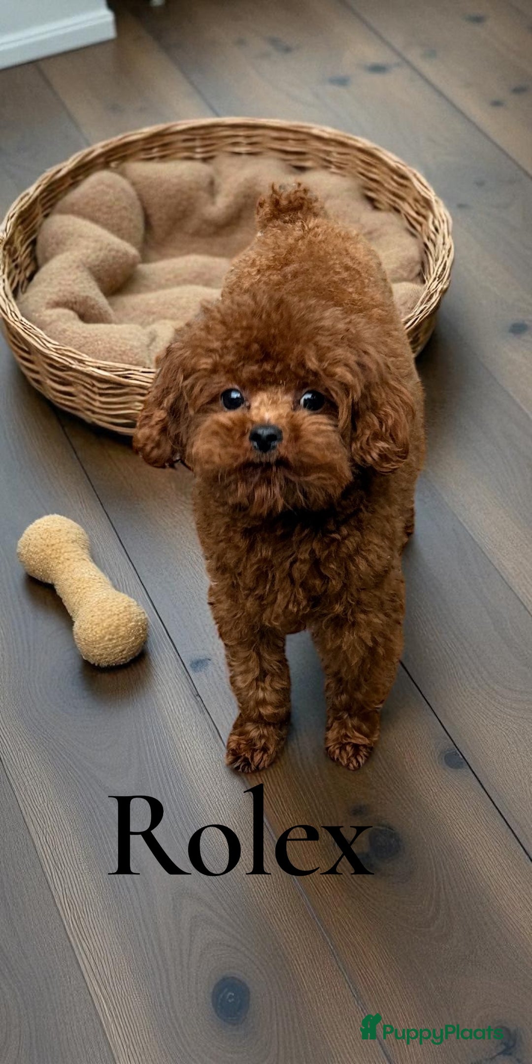 Poedel Toy honden ter dekking: kleine toy poedel dekreu donker rood rocky - Advertentie 17