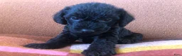 Kruising honden te koop: Labradoodle mix pups  - Advertentie 10