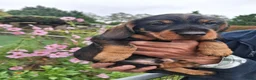 Dwergteckel honden te koop: Ruwharig dwergteckel pups - Advertentie 3