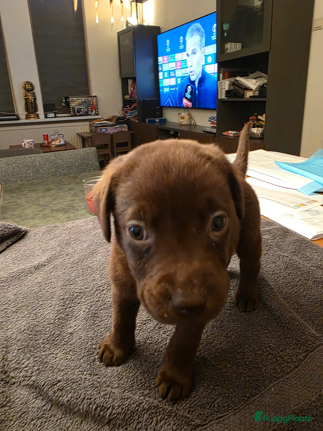 Labrador Retriever honden te koop: 6 mooie en lieve labradorpups - Advertentie 15