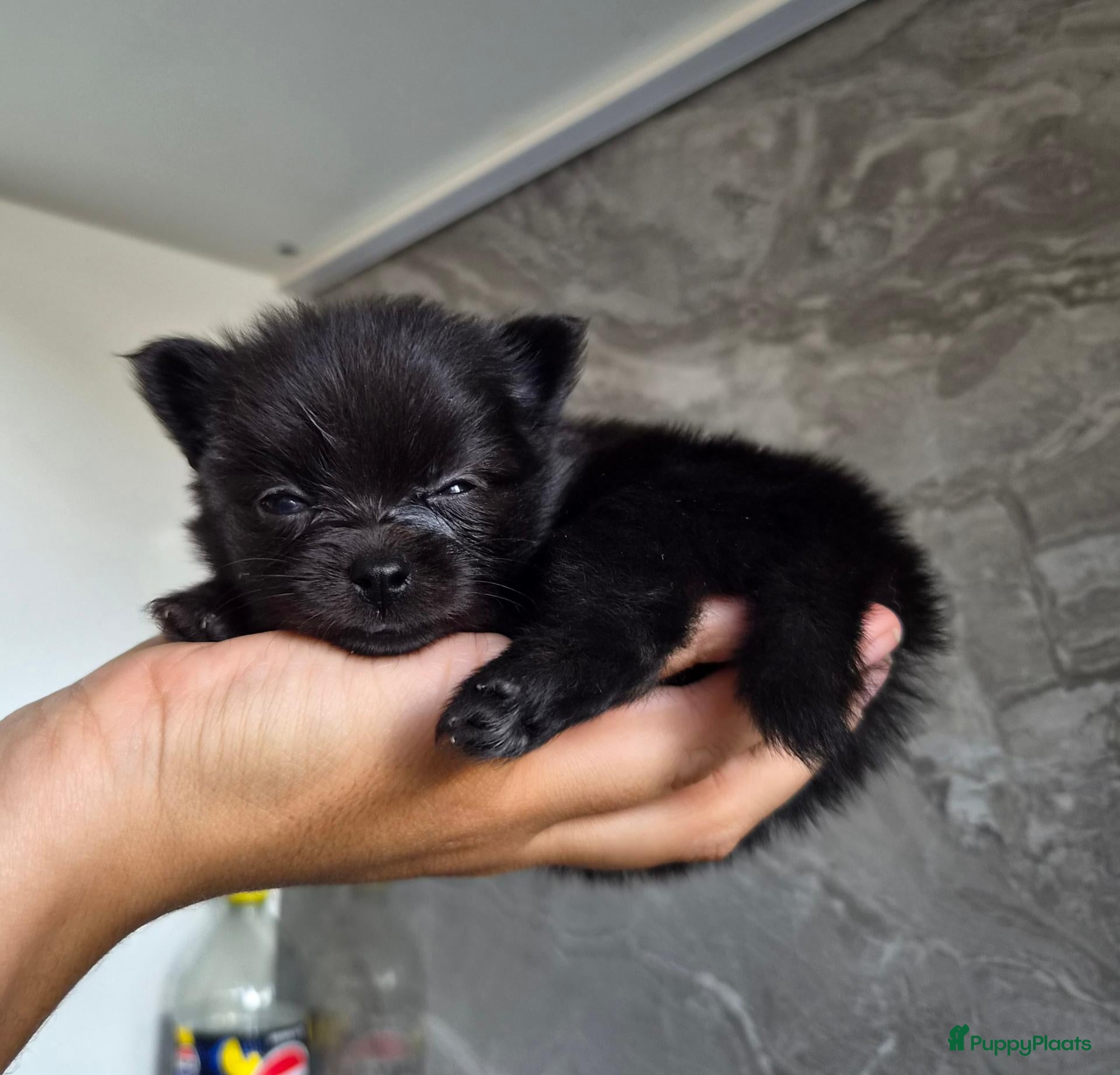 Pomeriaan honden Prachtige dwergkees/pomeranian pups - Advertentie 2