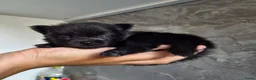 Pomeriaan honden te koop: Prachtige dwergkees/pomeranian pups - Advertentie 1