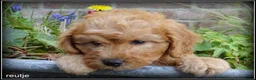 Maltipoo honden te koop: Maltipoo F1b pups - Advertentie 17