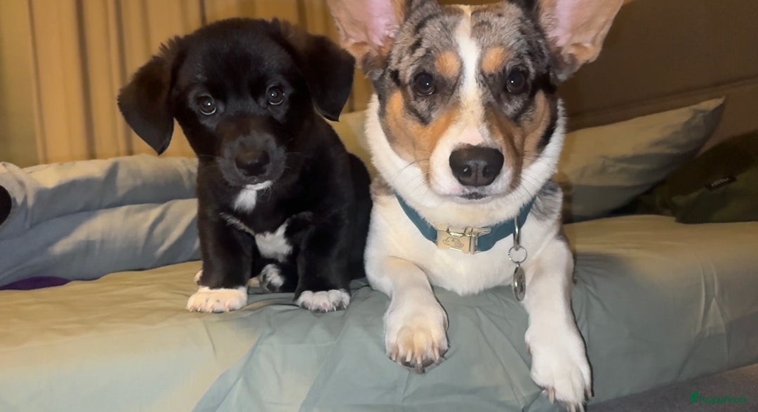 Welsh Corgi Cardigan honden te koop: Corgi looking for forever home - Advertentie 6