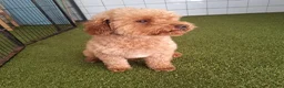 Kruising honden te koop: Havapoo pups - Advertentie 14