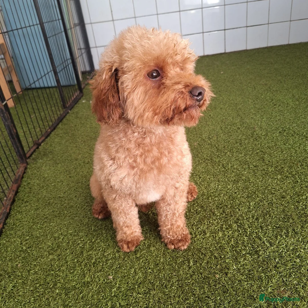 Kruising honden te koop: Havapoo pups - Advertentie 14