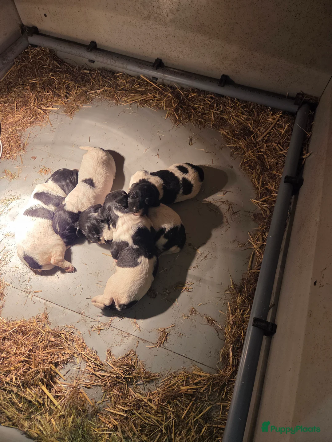 Kruising honden te koop: Friese Stabij pups - Advertentie 2