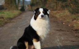 Australian Shepherd honden ter dekking: Raszuivere Australian Shepherd Black Tri Dekreu  in Ootmarsum - Afbeelding 4