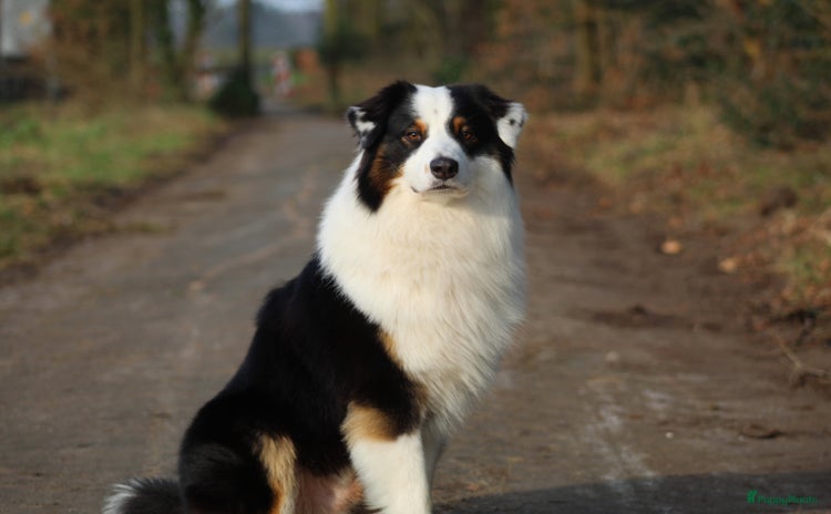Australian Shepherd honden in Ootmarsum - Advertentie 3
