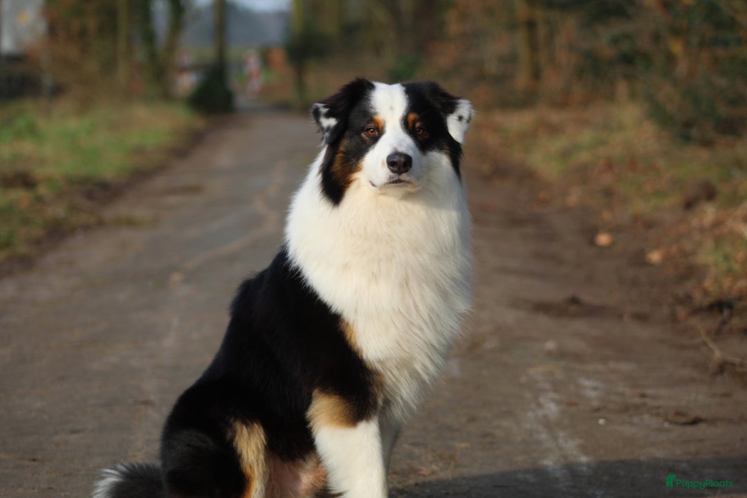 Australian Shepherd honden ter dekking: Raszuivere Australian Shepherd Black Tri Dekreu  in Ootmarsum - Afbeelding 4
